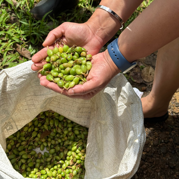 Green Cardamom