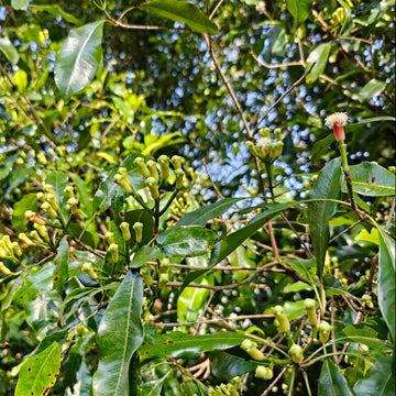 Whole Cloves