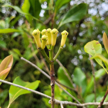 Clove buds on its stem, getting ready to be harvested 