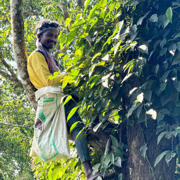 A smiling farm worker harvesting fresh black peppercorn clusters from tall pepper vines at the top of the plant